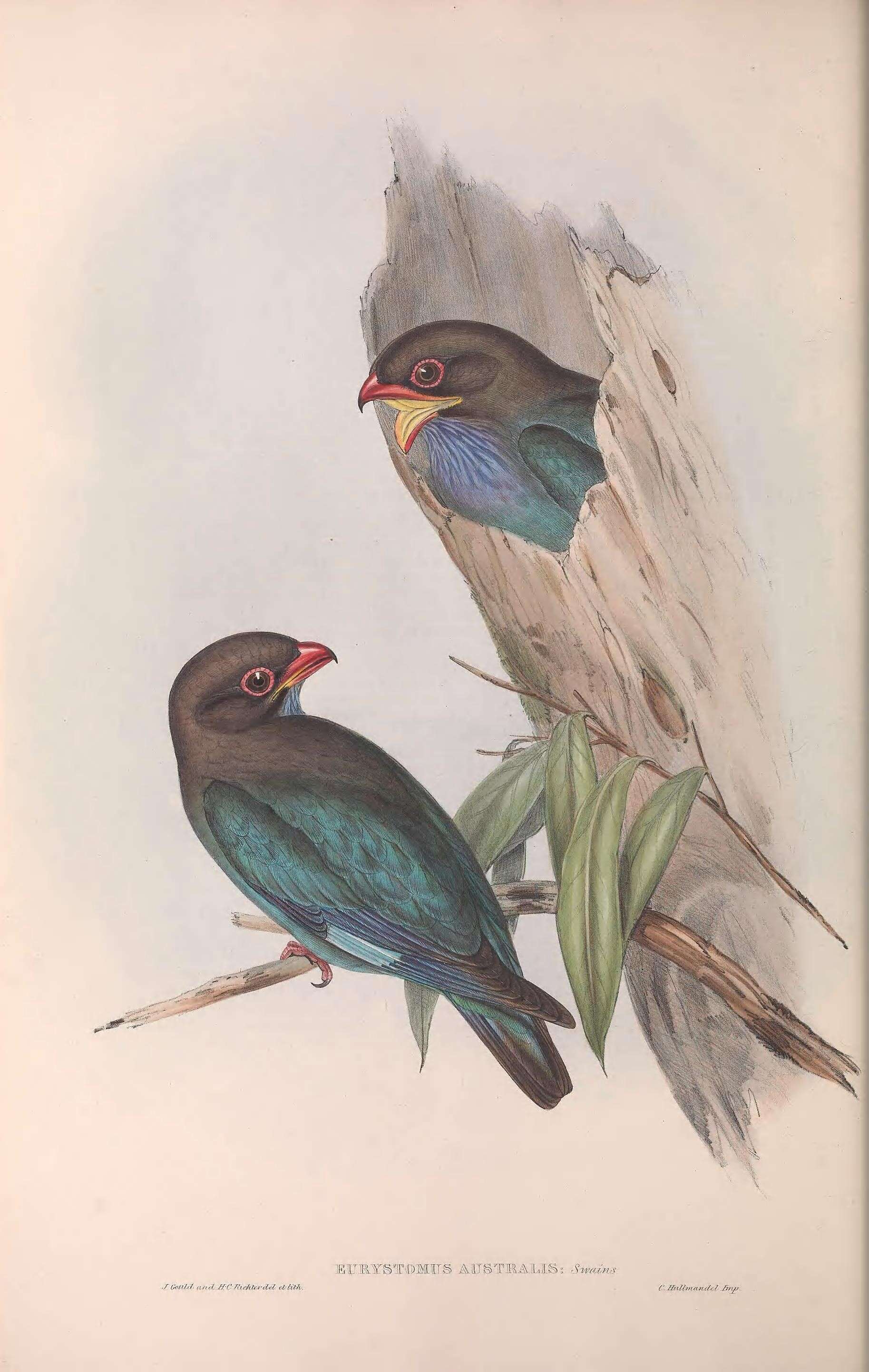 Sivun Eurystomus orientalis pacificus (Latham 1801) kuva