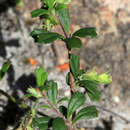Image of Xanthosia tridentata DC.