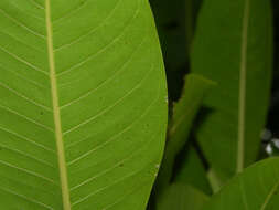 Sivun Ficus insipida Willd. kuva