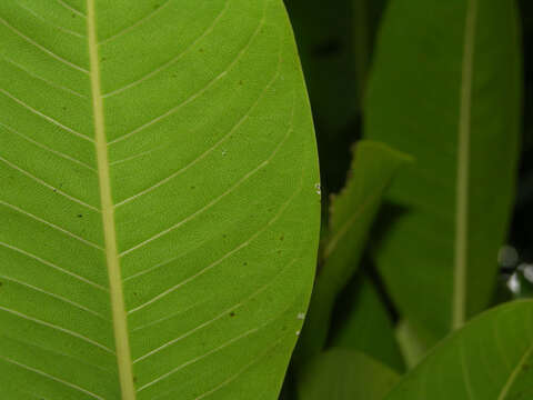 Image of Ficus insipida Willd.