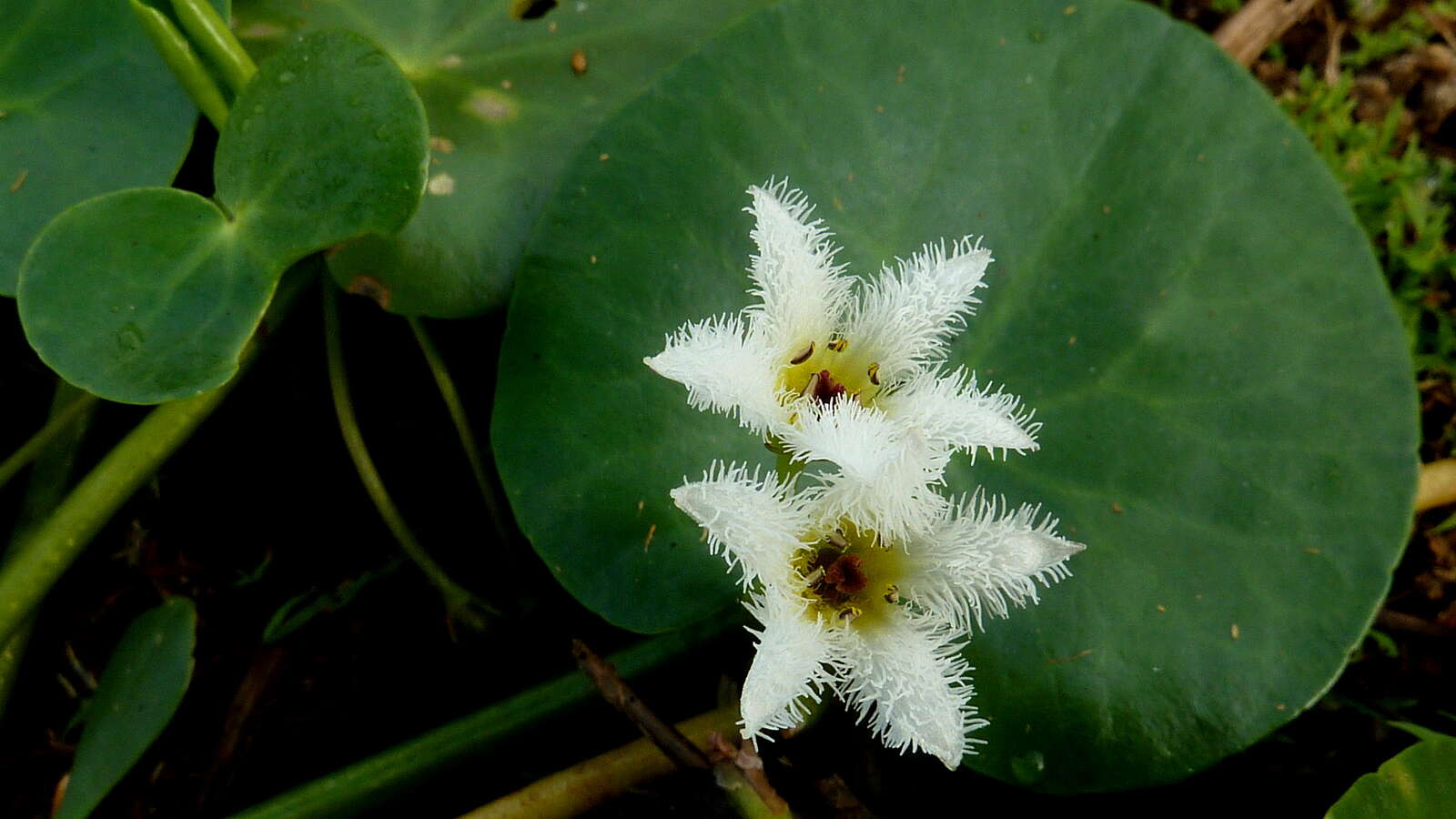 Image of Water-snowflake