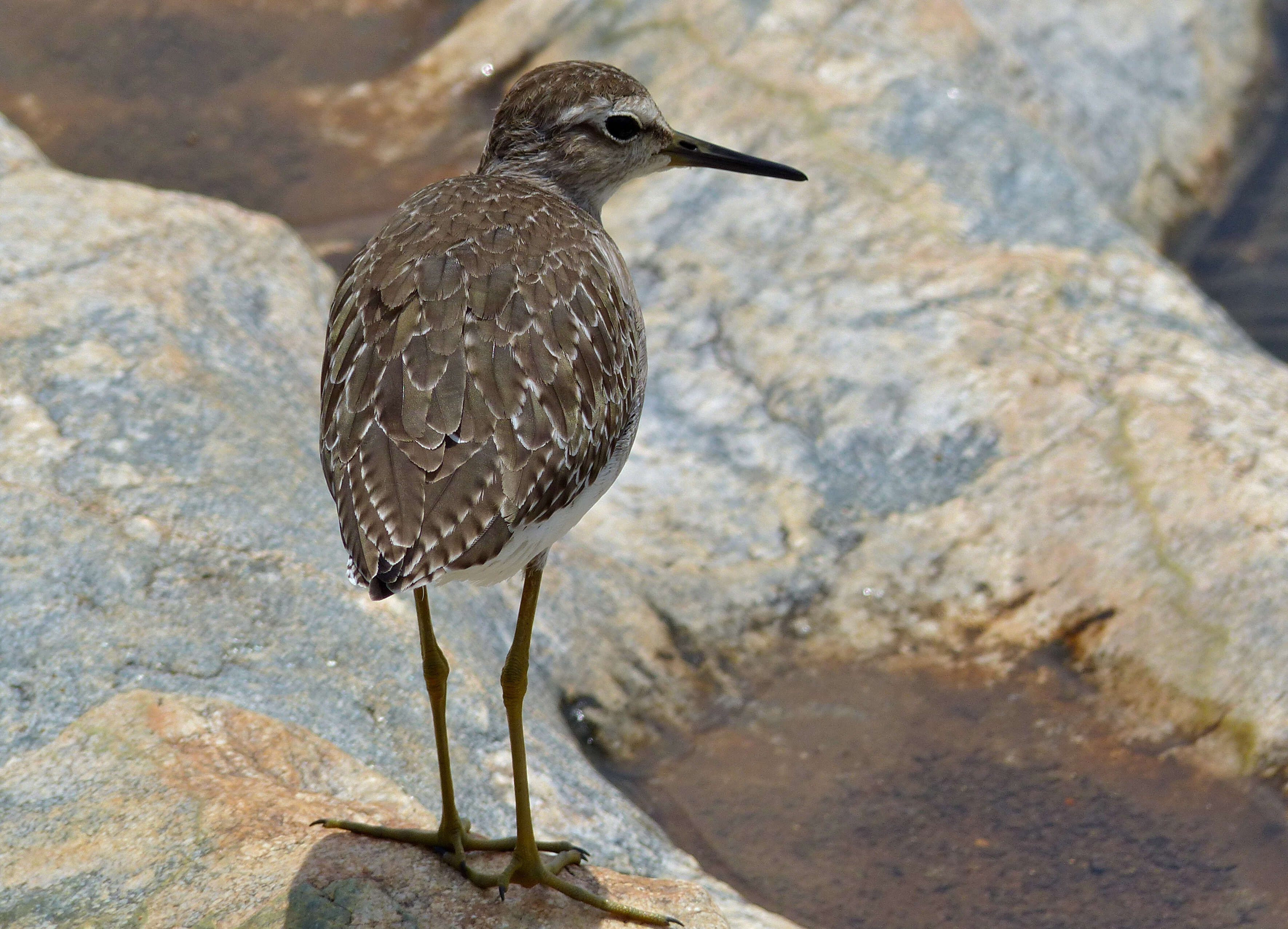 Image of Tringa Linnaeus 1758