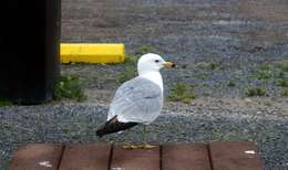 Larus Linnaeus 1758 resmi