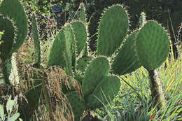 Image of Chaparral Prickly-pear