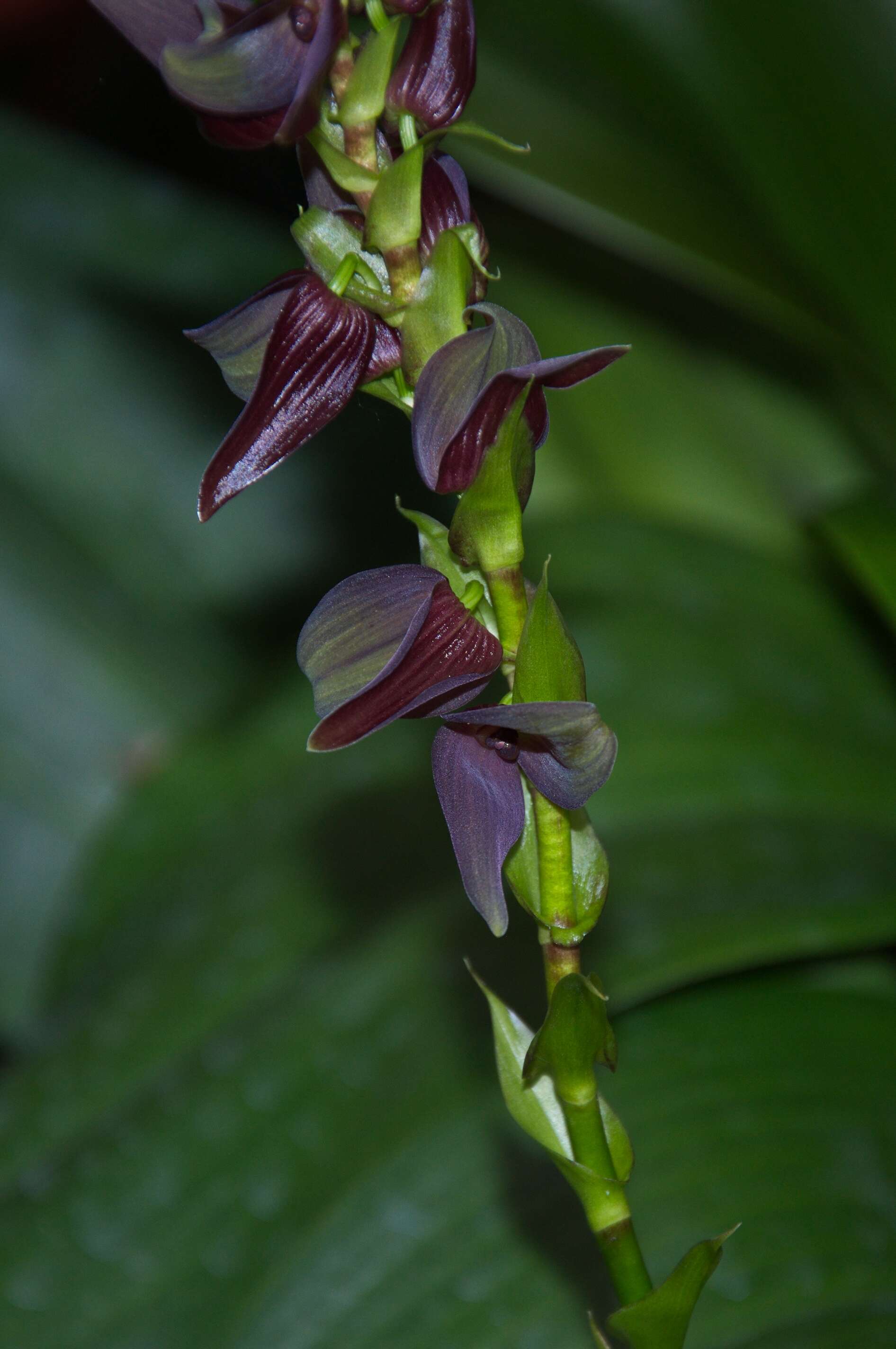 Image of Leach orchids