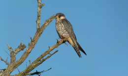 Image of Amur Falcon