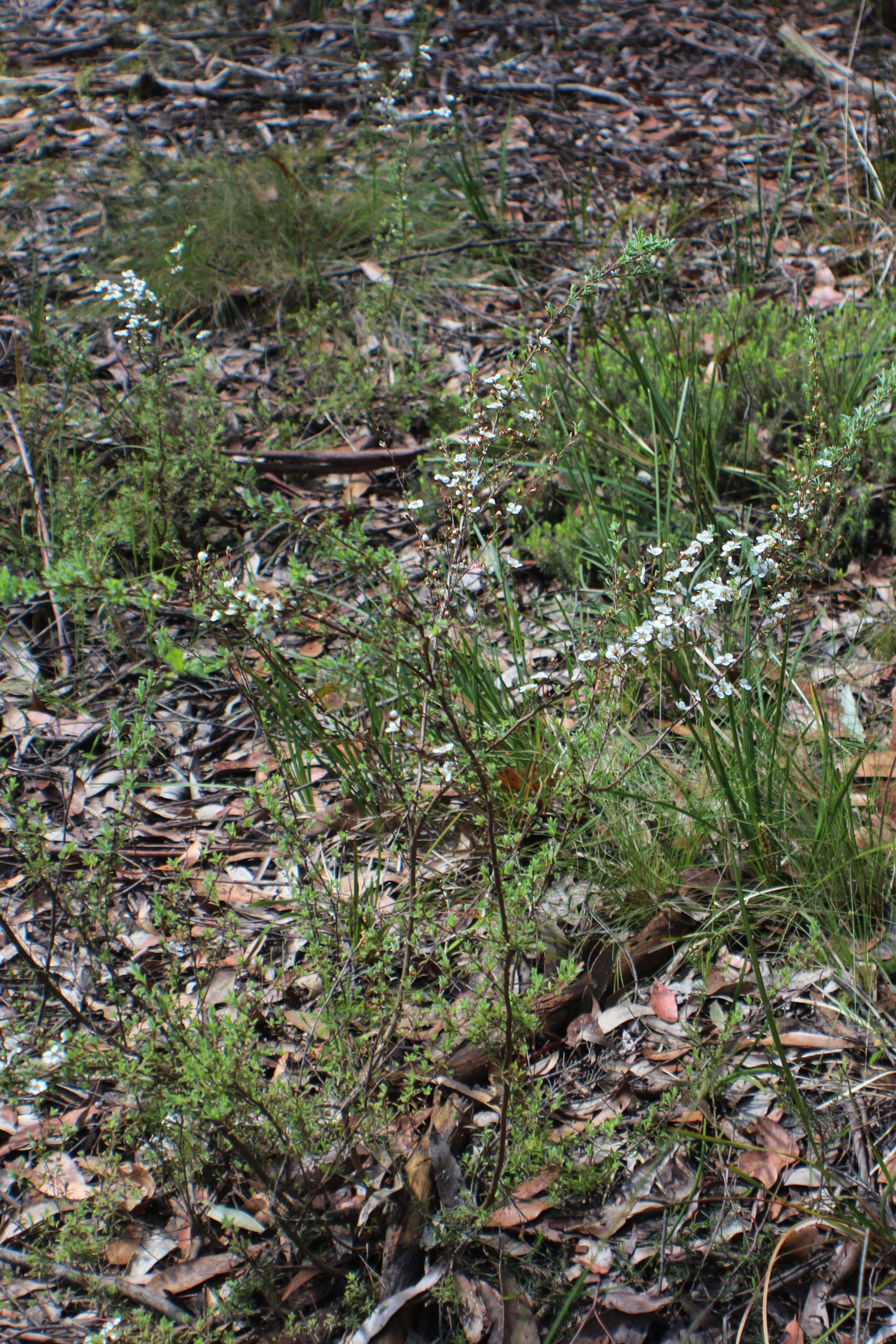 Sivun Leptospermum myrsinoides Schltdl. kuva