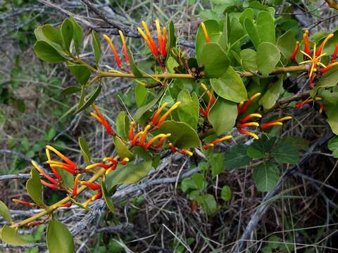 Image of Psittacanthus dichrous (Mart.) Mart.