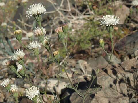 Image of Asteraceae