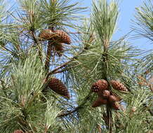 Image of Pine