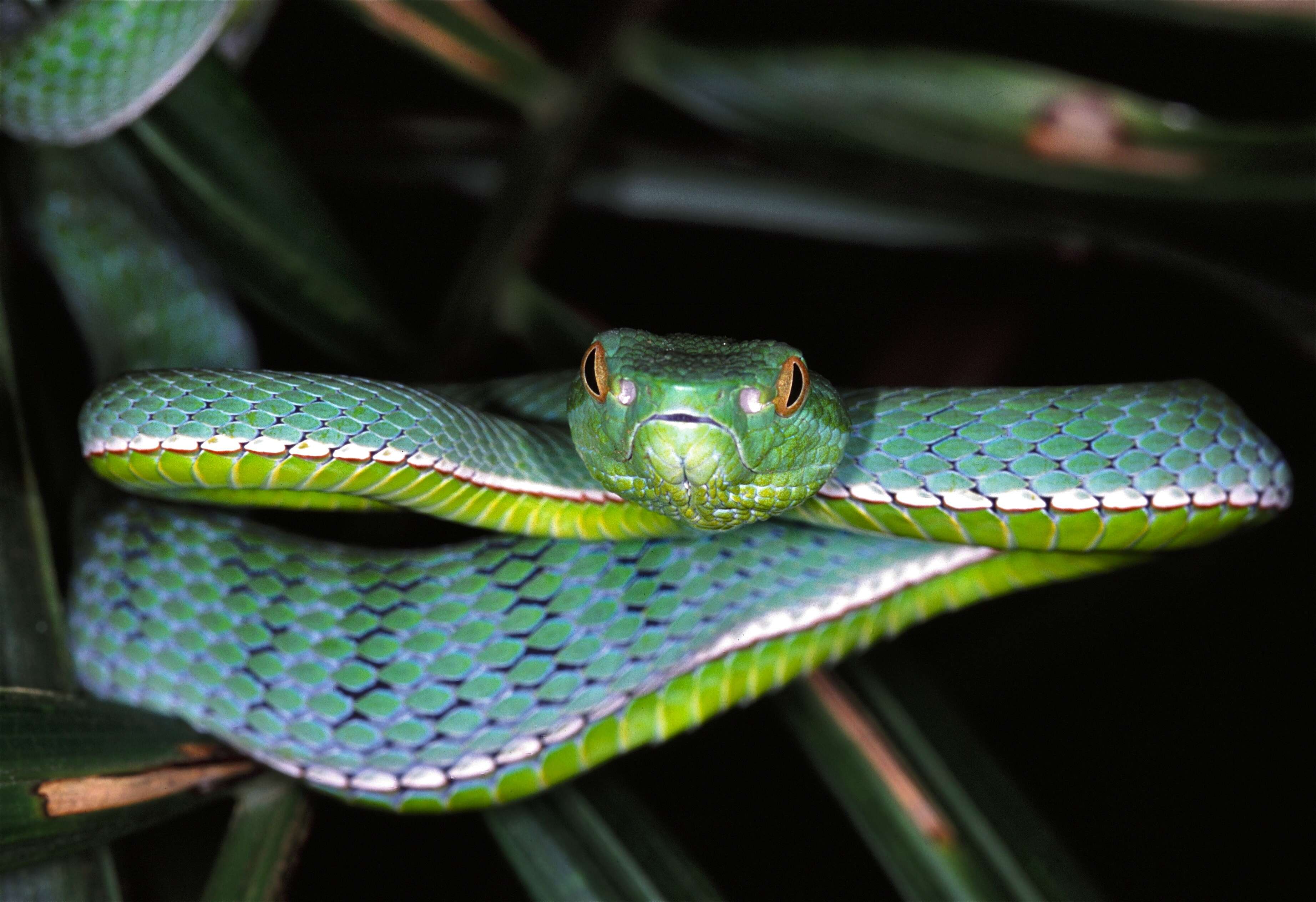 Image of Trimeresurus subgen. Viridovipera Malhotra & Thorpe 2004