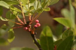Image of pistache
