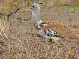 Image of Kori Bustard