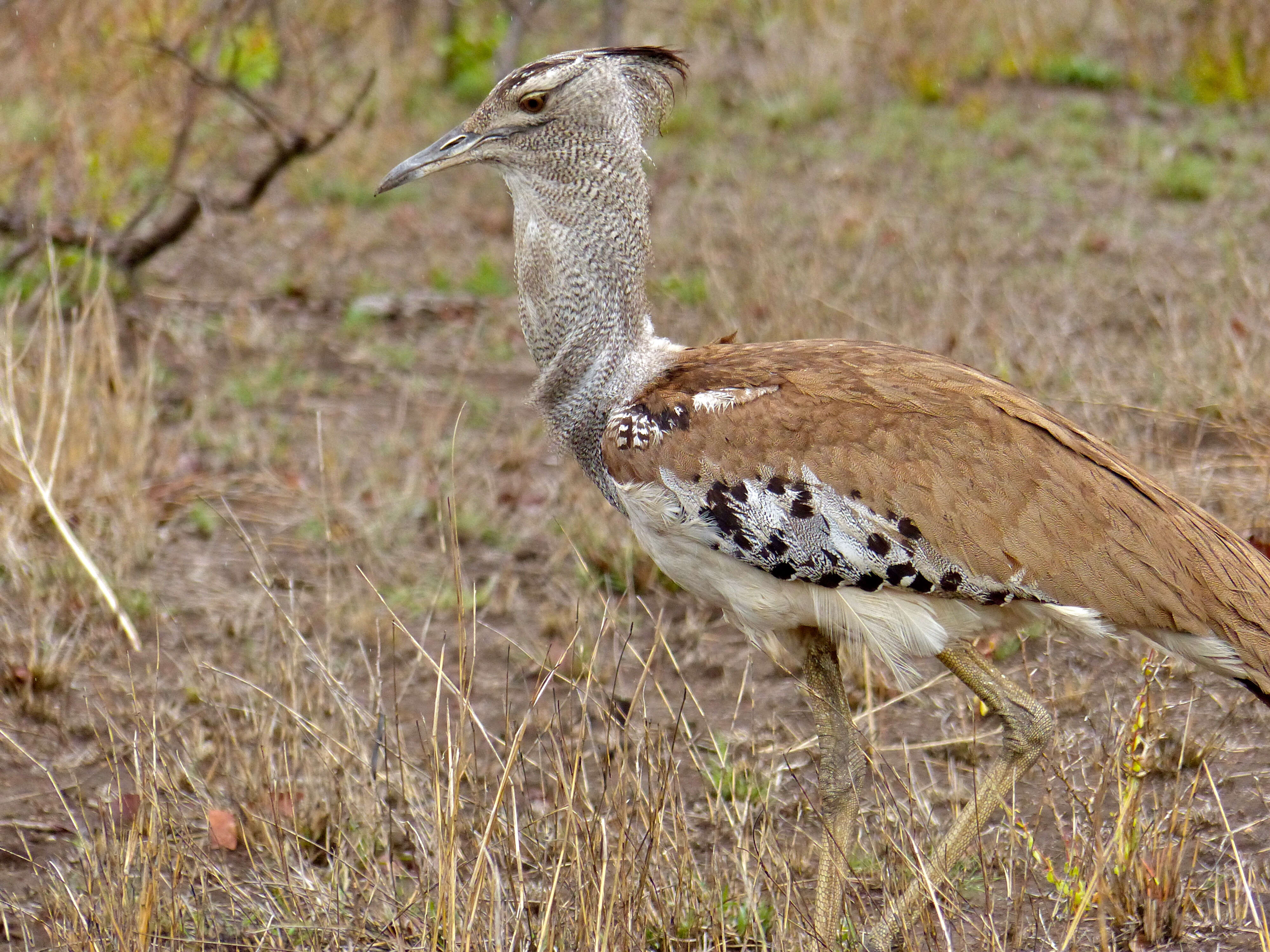 Image of Kori Bustard