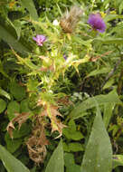 Image of Spear Thistle