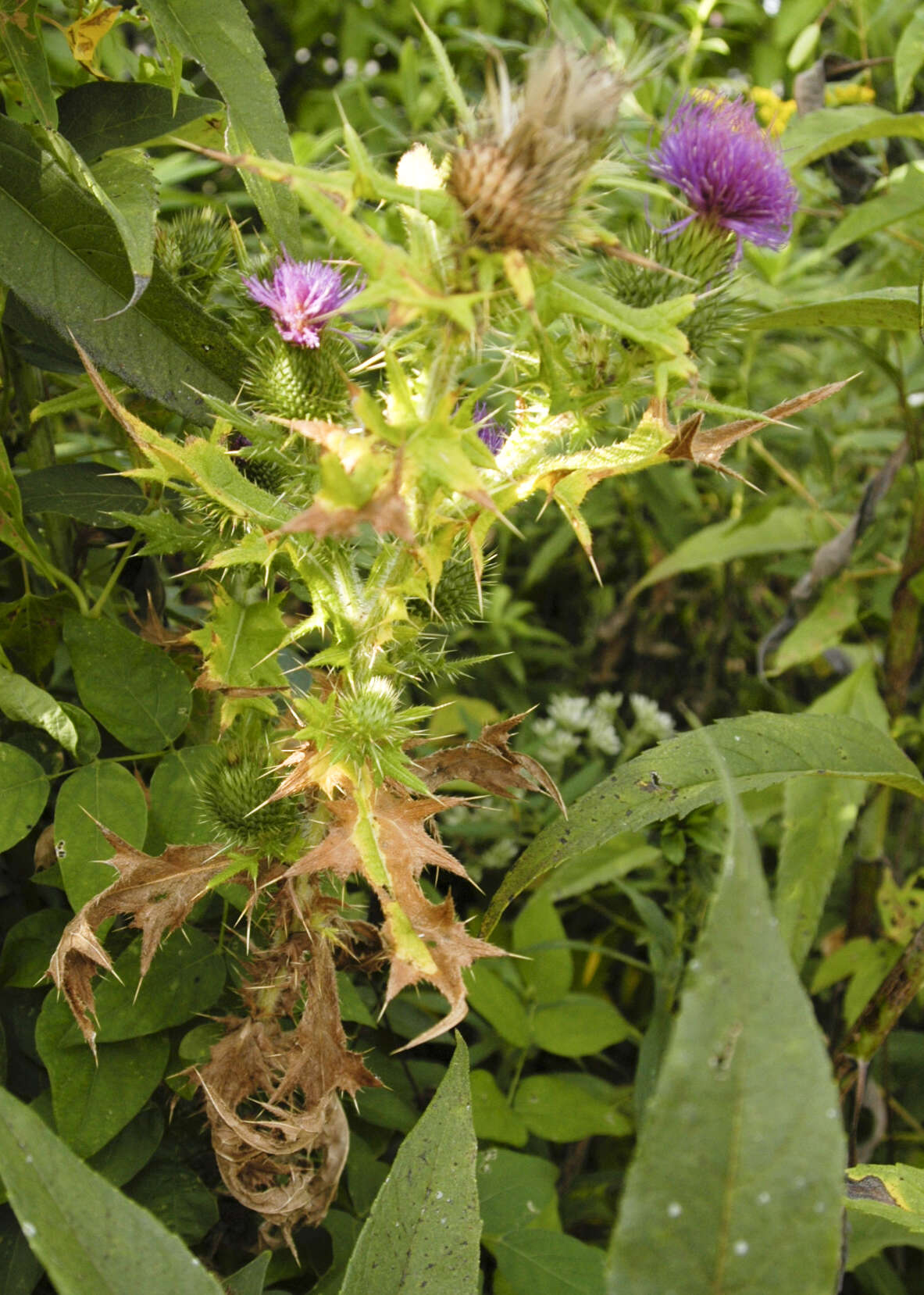 Image of Spear Thistle