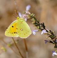 Image of Colias