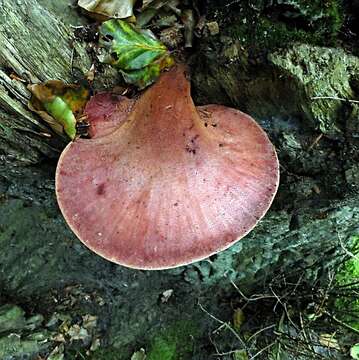 Image of Fistulinaceae