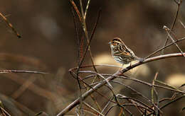 Image of Little Bunting