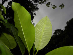 Image of Ficus tonduzii Standl.