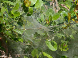 Image of South American social spider