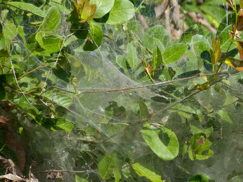 Image of South American social spider