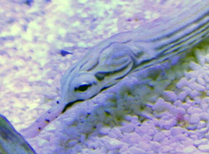 Image of blackhead pipefish