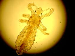 Image of primate body lice