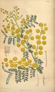 Plancia ëd Acacia spectabilis A. Cunn. ex Benth.