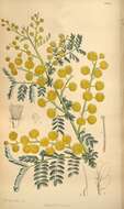 Image of glory wattle