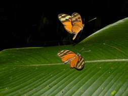 Image of Heliconius