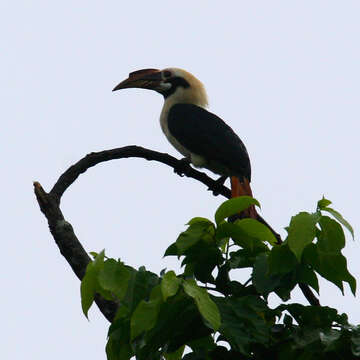 Image of Penelopides Reichenbach 1849