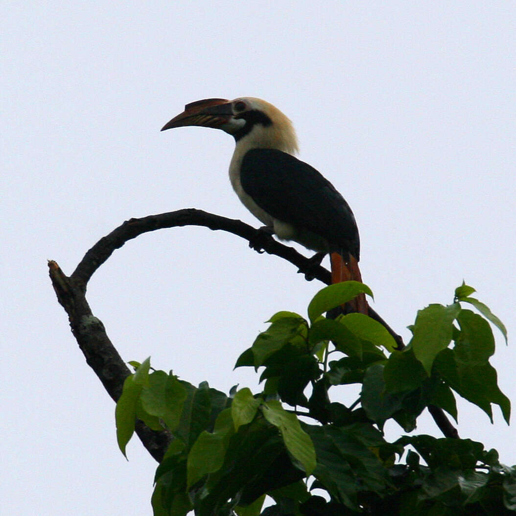 Image of Mindanao hornbill