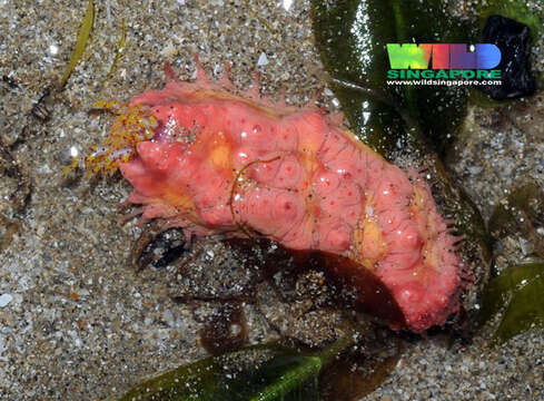 Image of cucumariid sea cucumbers