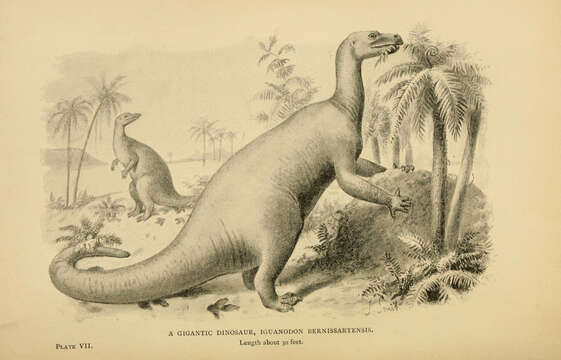 Image of Iguanodontidae