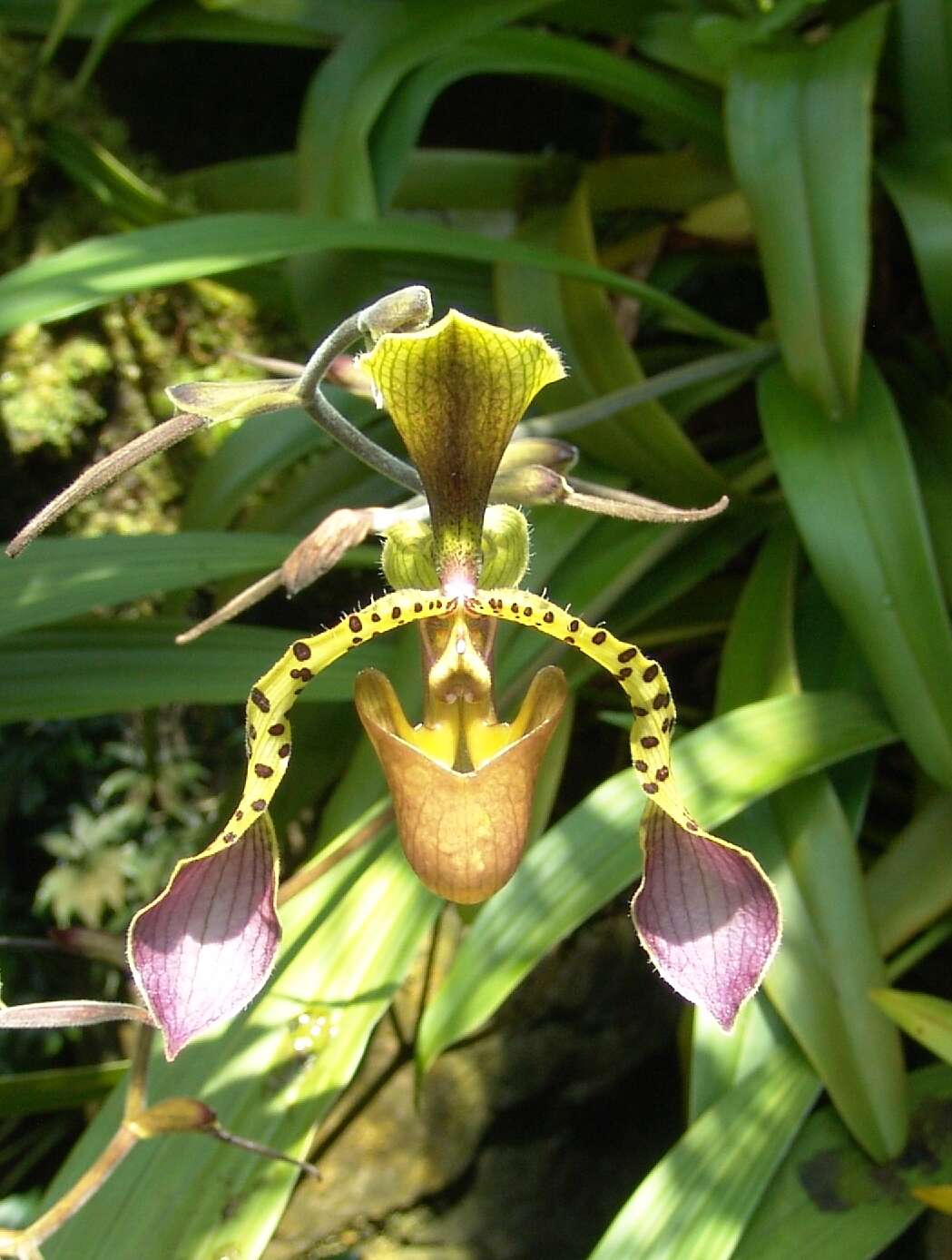 Слика од Paphiopedilum lowii (Lindl.) Stein