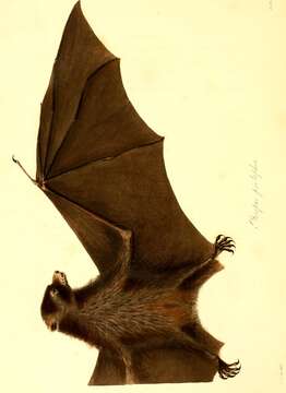 Image de Pteropus pselaphon Lay 1829