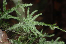 Image of Pterobryaceae