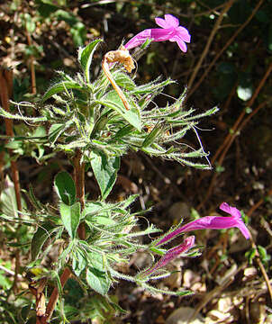 Image of wild petunia