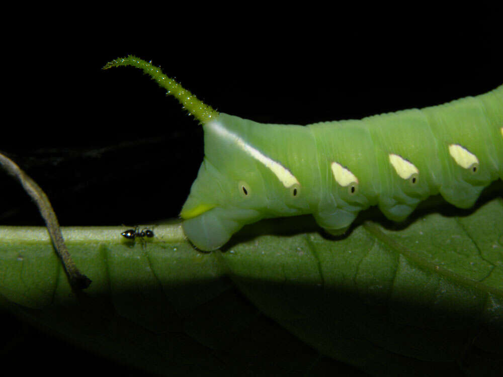 Imagem de Aegiphila panamensis Moldenke