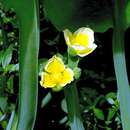 Image of yellow velvetleaf