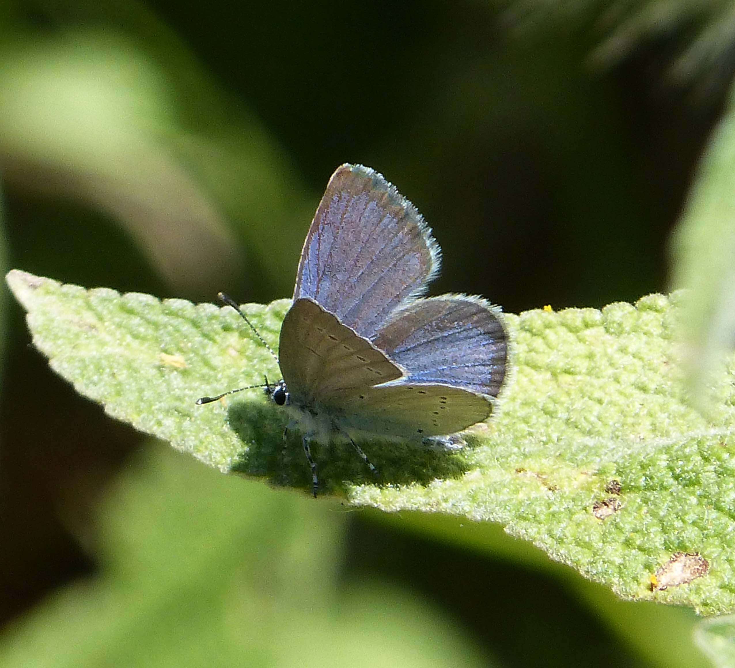 Image of Cyaniris