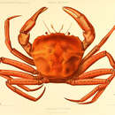 Image of deep-sea red crab