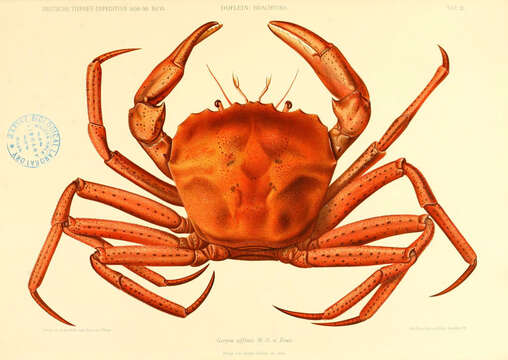 Image of deep-sea red crab