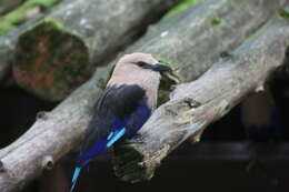 Image of Blue-bellied Roller