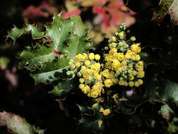 Image de Berberis pinnata Lag.