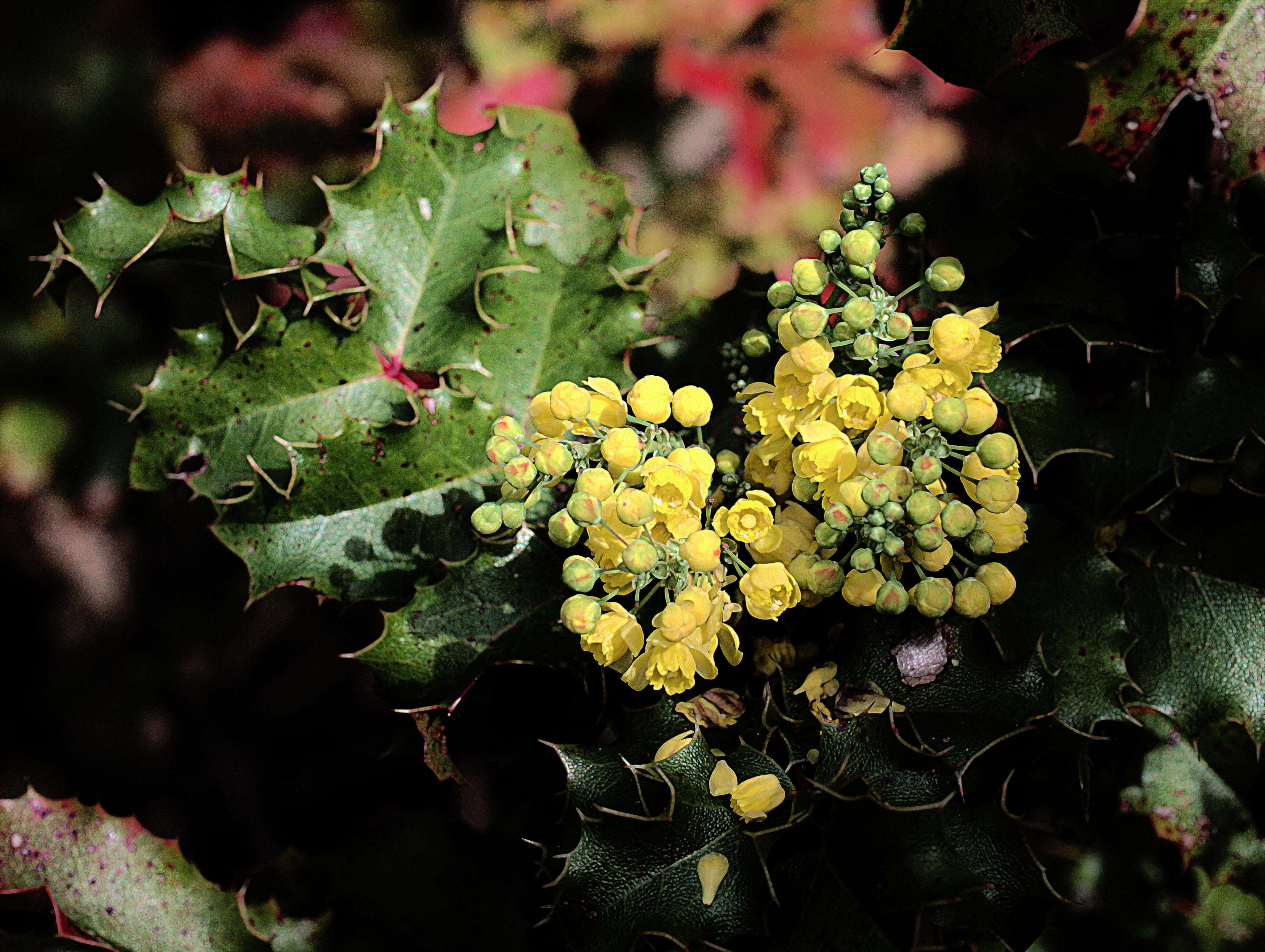 Image of Berberis pinnata Lag.