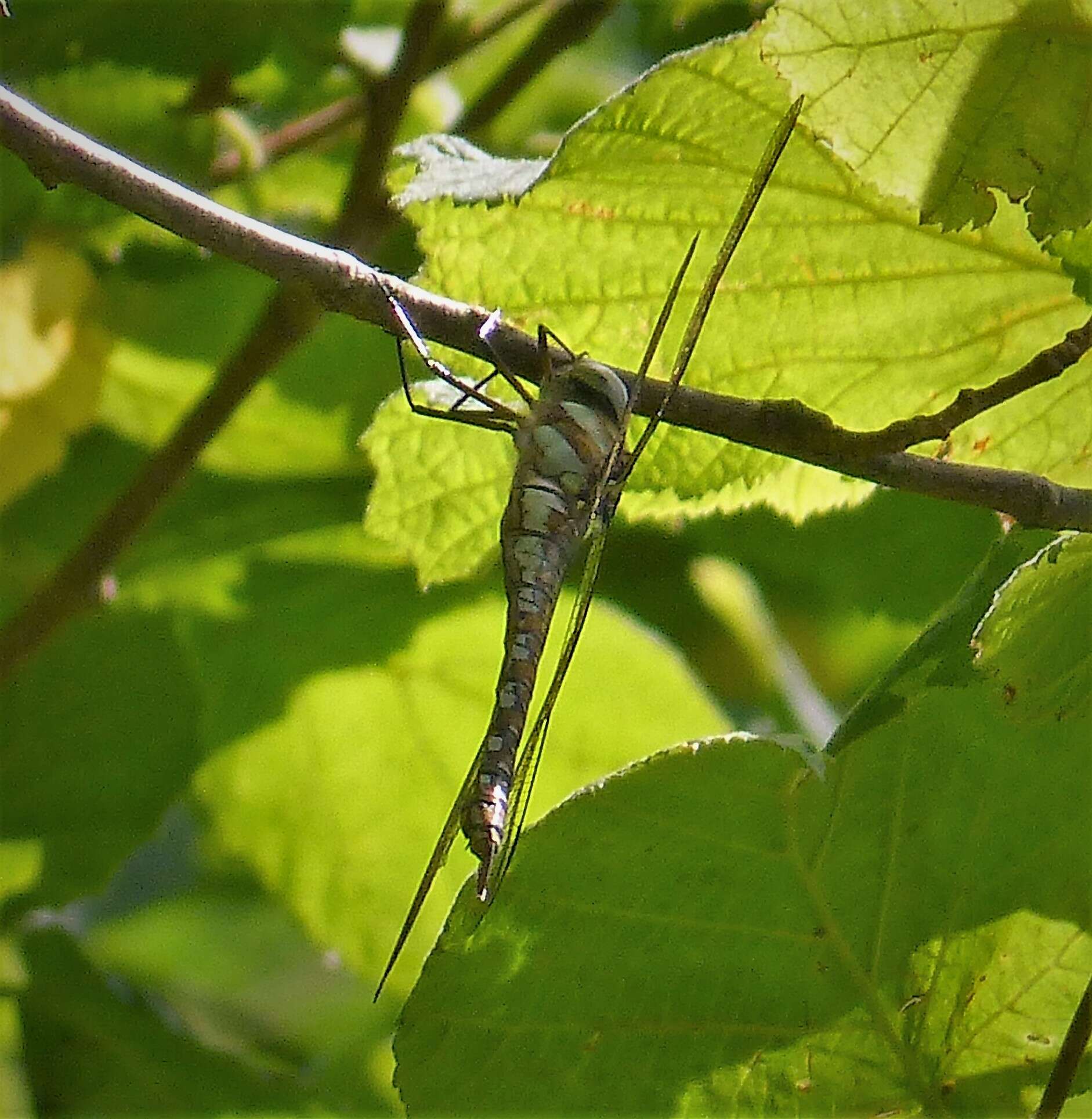 Image of hawker dragonfly