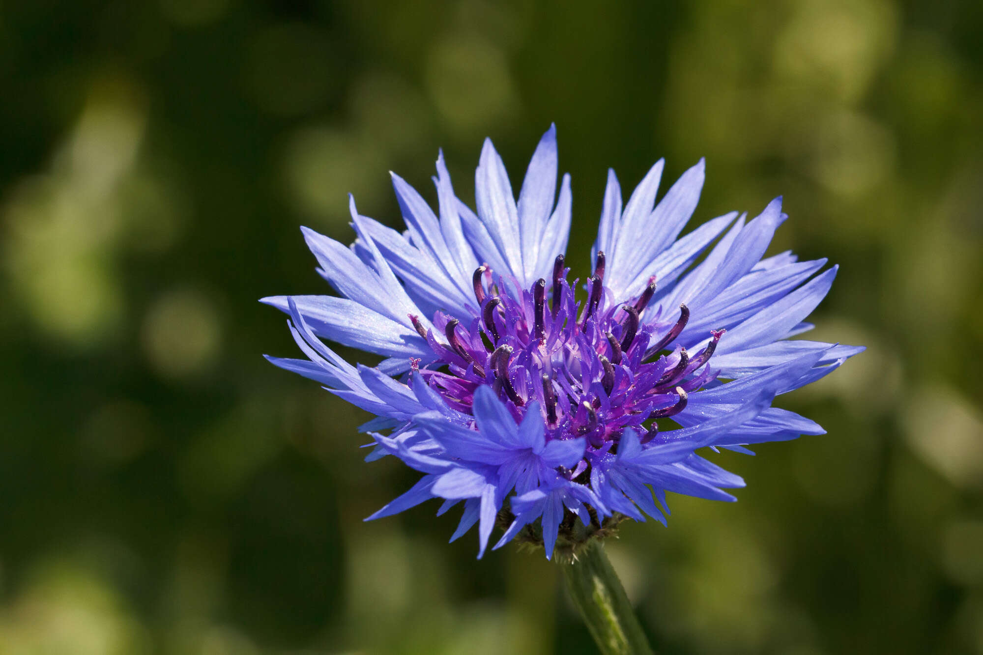 Image of knapweed