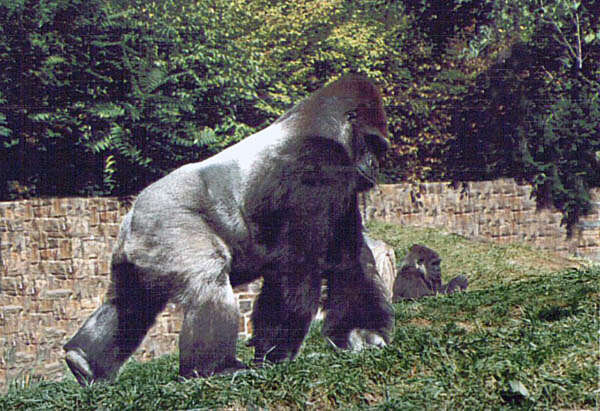 Image of Western Lowland Gorilla